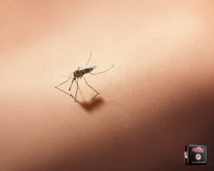 nopikex_repelent_-_spring_-_1_of_1_-_lowe_ssp3_-_bogota_d._c._401310466_aotw